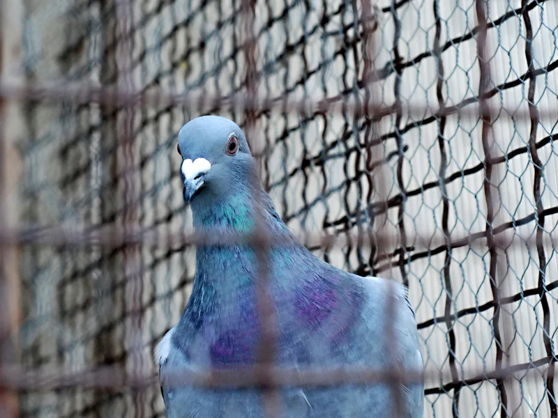 bird control Abu Dhabi