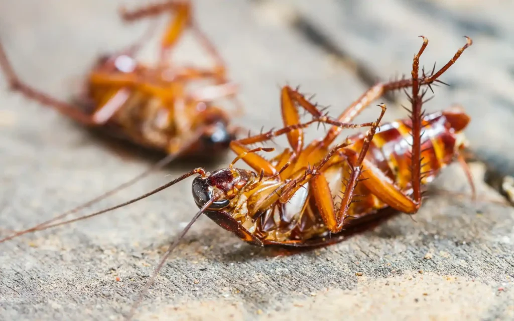 Cockroach Pest Control Abu Dhabi