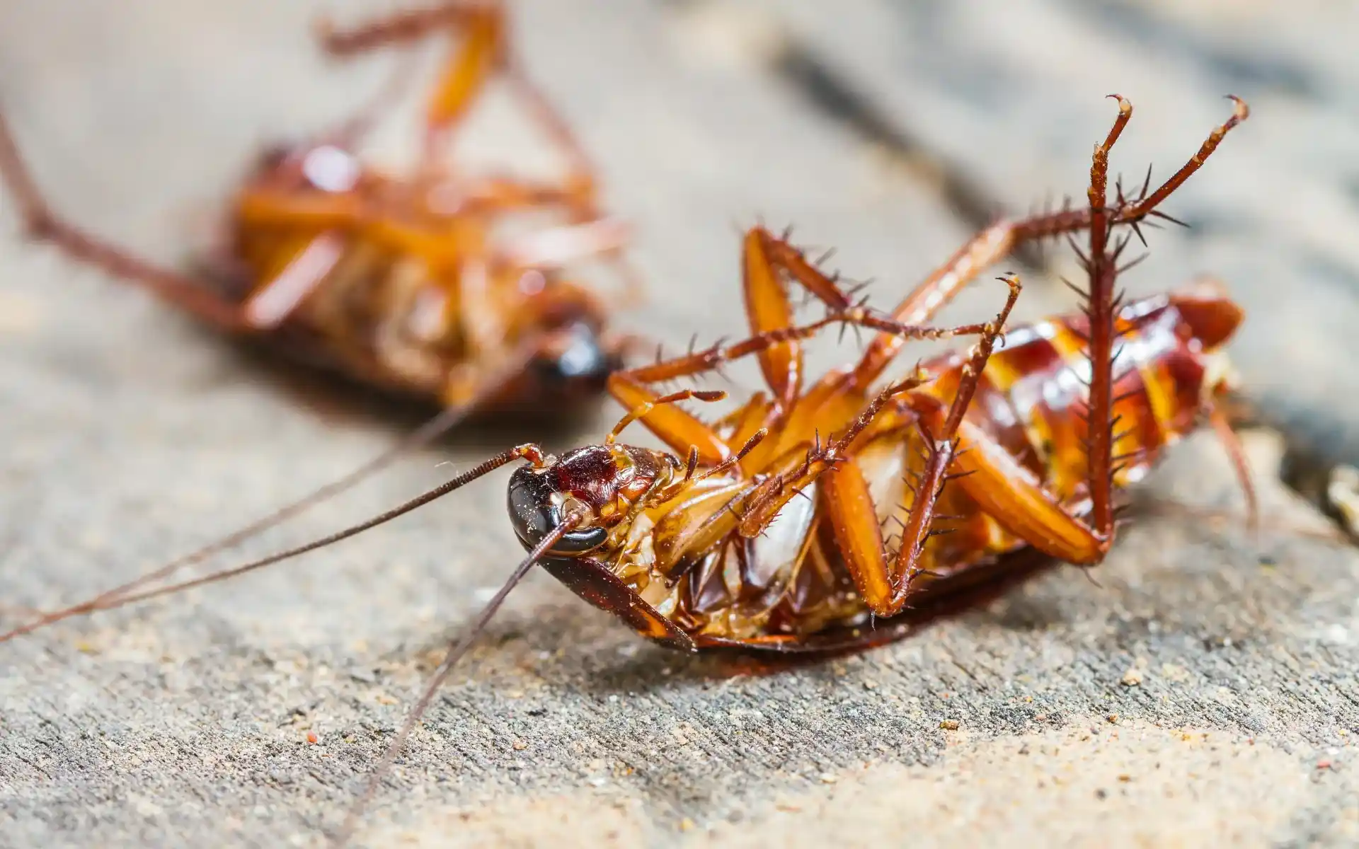 Cockroach Pest Control Abu Dhabi