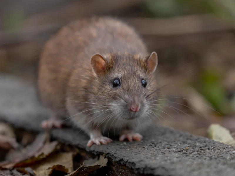 rat control abu dhabi