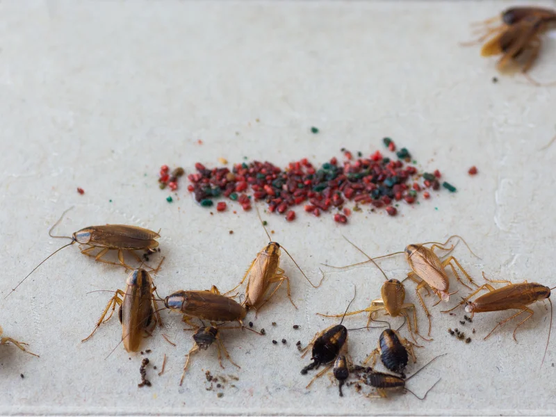 cockroaches in abu dhabi