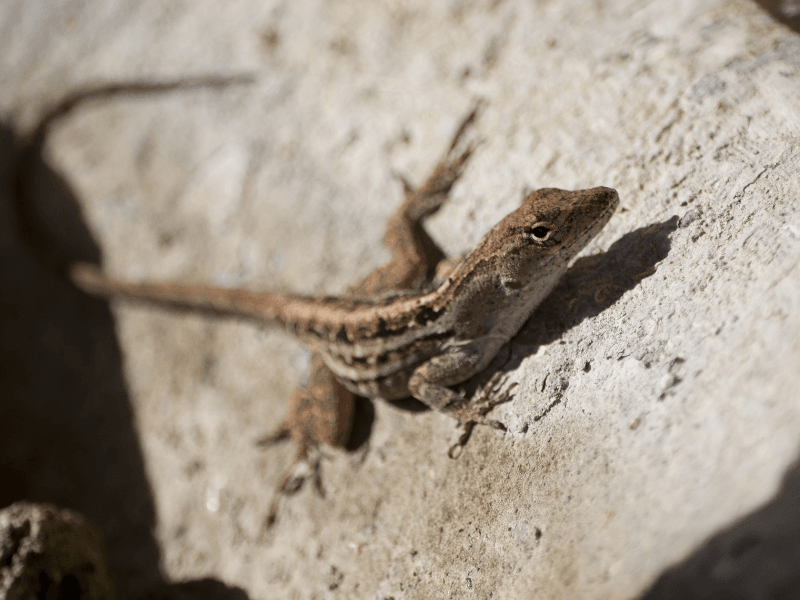 Lizard Control abu dhabi